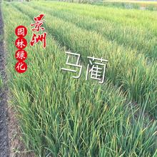 �@�ַN���R�A  �R�A�r��  ˮ��ֲ����� ˮ���Sβ �S�����N��