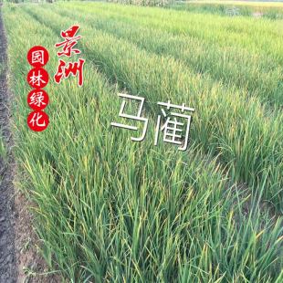 �@�ַN���R�A  �R�A�r��  ˮ��ֲ����� ˮ���Sβ �S�����N��