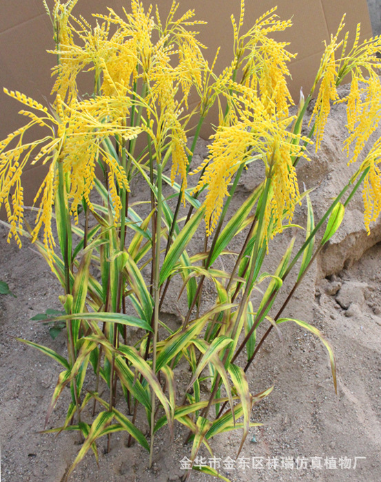 XRB-068单枝水稻6叶80厘米1