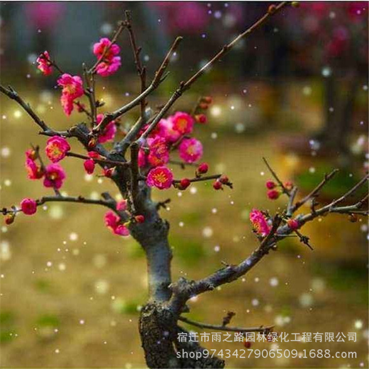 批发1-5公分 腊梅 红梅 乌梅 绿梅 腊梅绿梅乌梅树  包成活|ru