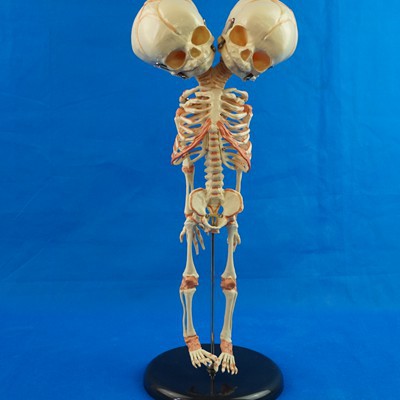 Medicine double-sided physiological skeleton