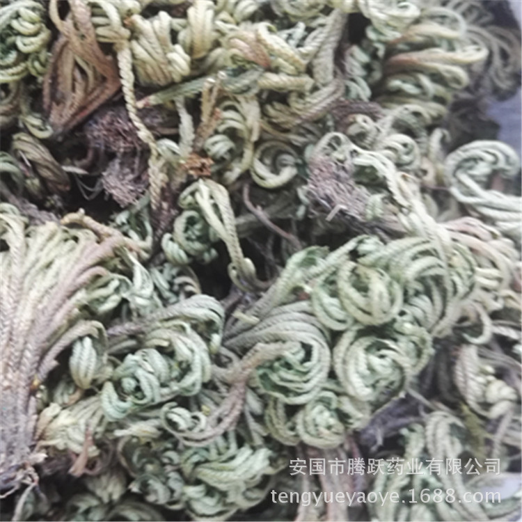 Dried Selaginella Juan Bai Whole Herb 1kg Traditional TCM Botanical Resurrection Grass key features