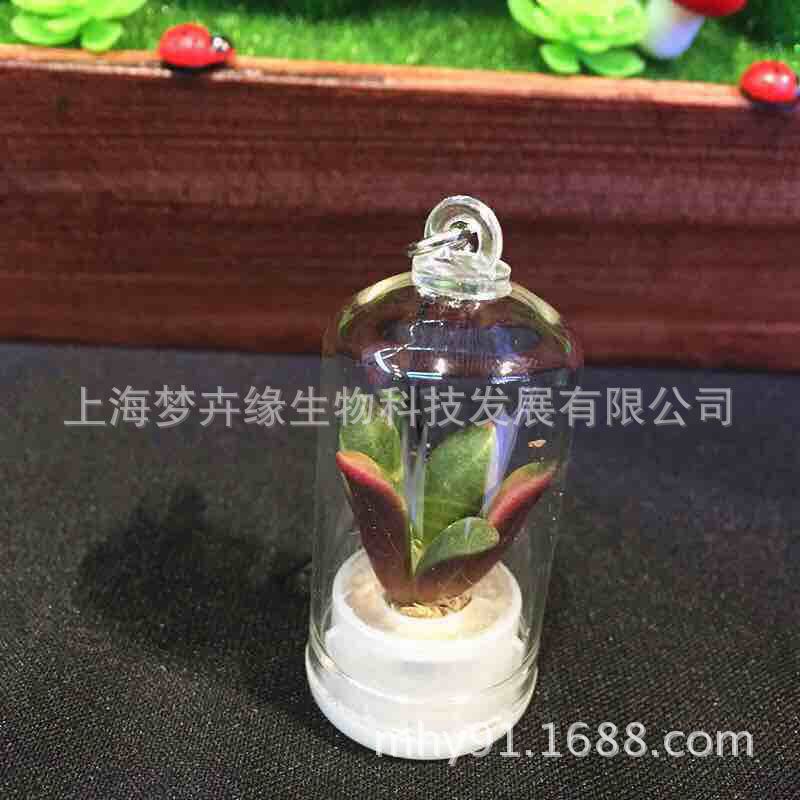 Angel Hanabusa Succulent plants Pendant Take it with you Farm Mobile phone pendant Key buckle Business gifts