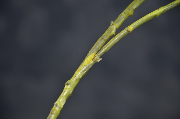 2-12黄色欧罗柠檬