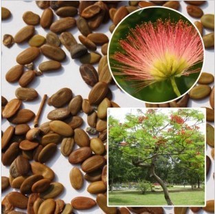 Forest Species Acacia seed Trees Ronghua tree seed Safflower Acacia Leucaena glauca White Acacia