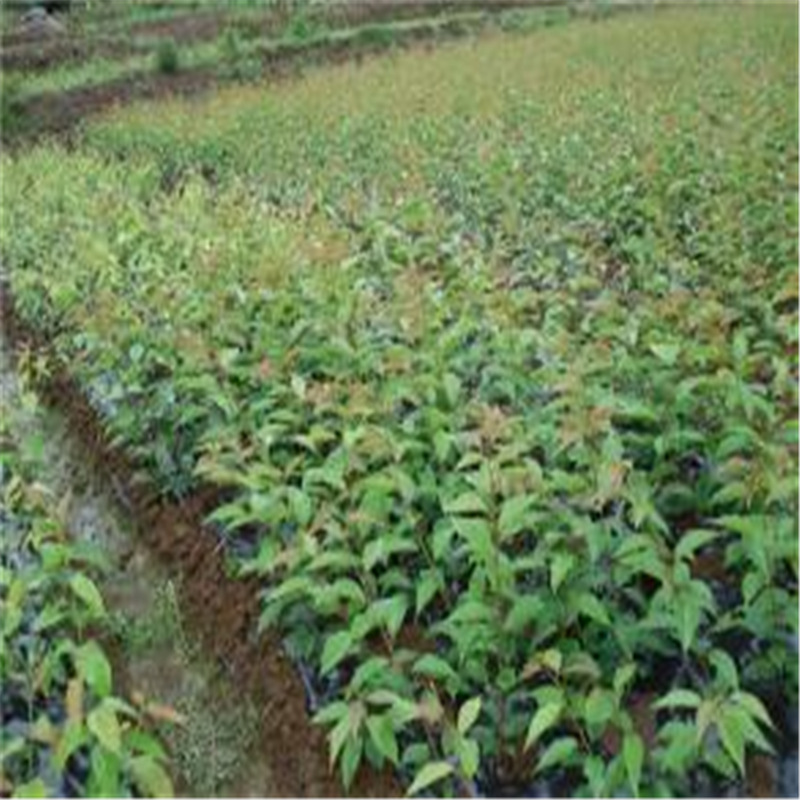 u=343212633,279887017&fm=2