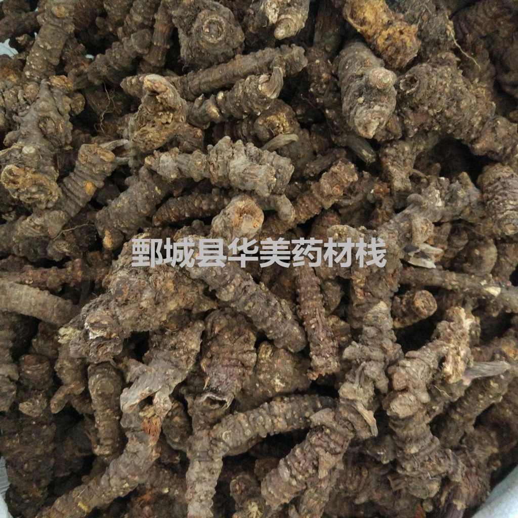 野生羌活 Qiang Huo / Notopterygii Rhizoma et Radix / Rhizoma et Radix ...