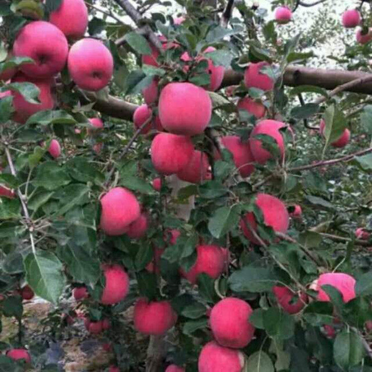 烟富10号苹果苗