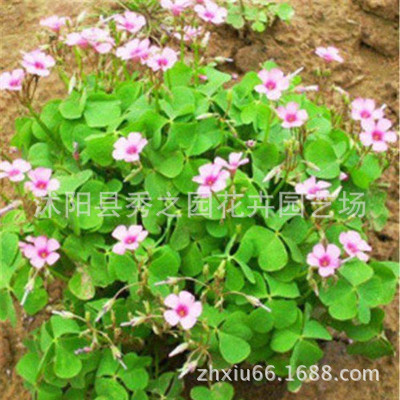 Long flowering Red Flower Grass Seedlings Clover Grass seedlings Ground cover plants Cold-resistant Perennial flowers and plants