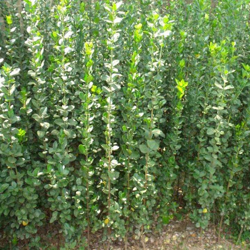 2345_image_file_copy_18_副本