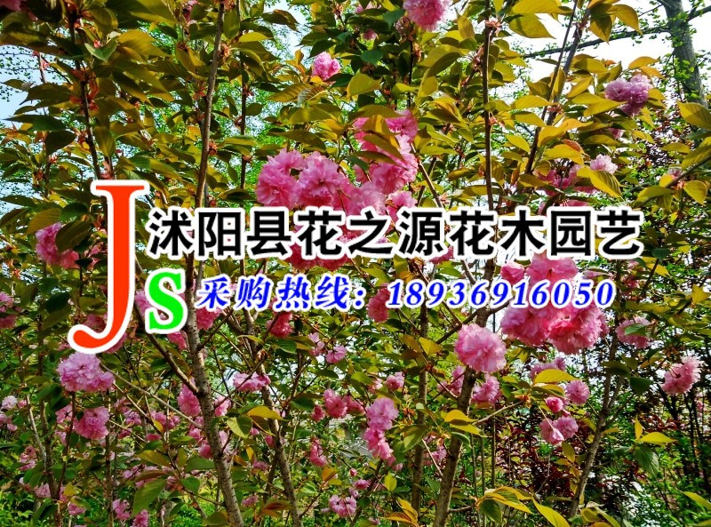 日本樱花苗 纯瓣樱花小苗