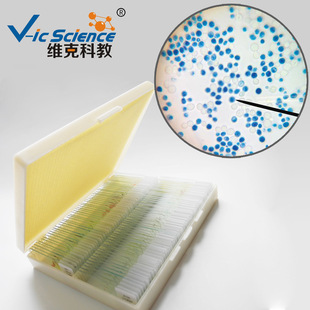 酵母菌装片 微生物类 动植物切片标本 高教实验研究 显微镜玻片-阿里巴巴
