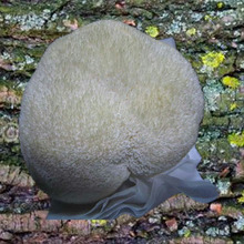 新鲜猴头菇_新鲜猴头菇价格_优质新鲜猴头菇