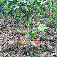 南方果树苗_南方果树苗基地批发 云南褚橙 可
