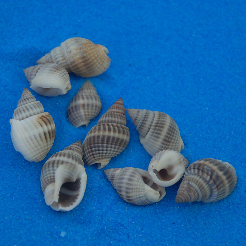 地中海风格水族装饰贝壳海螺DIY幼儿园材料贴墙迷你半褶织纹螺