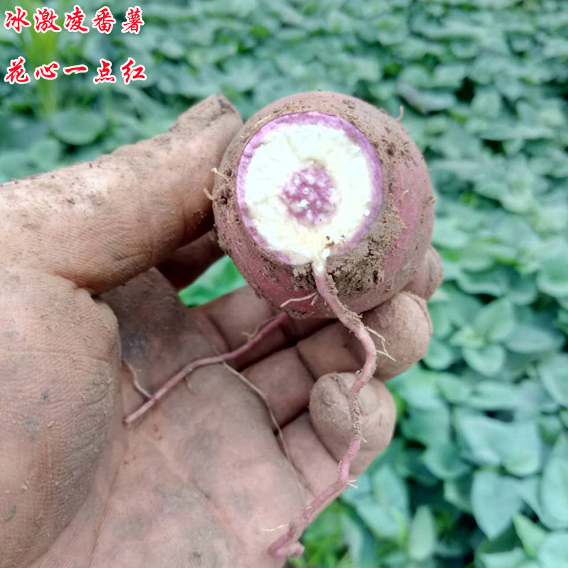 農家自種新鮮紅薯山東地瓜花心壹點紅冰激淩批發山芋5斤壹件代發