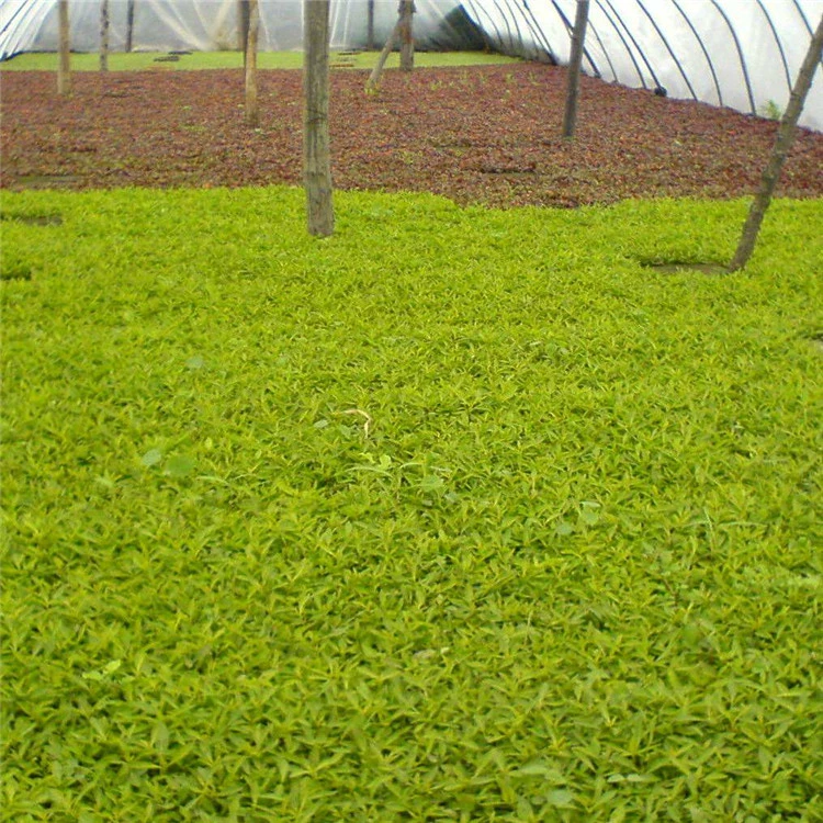 Пятицветная трава Шаньдун Цинчжоу поставляет большое количество пятицветной травы, чтобы сделать красивый и щедрый внешний вид