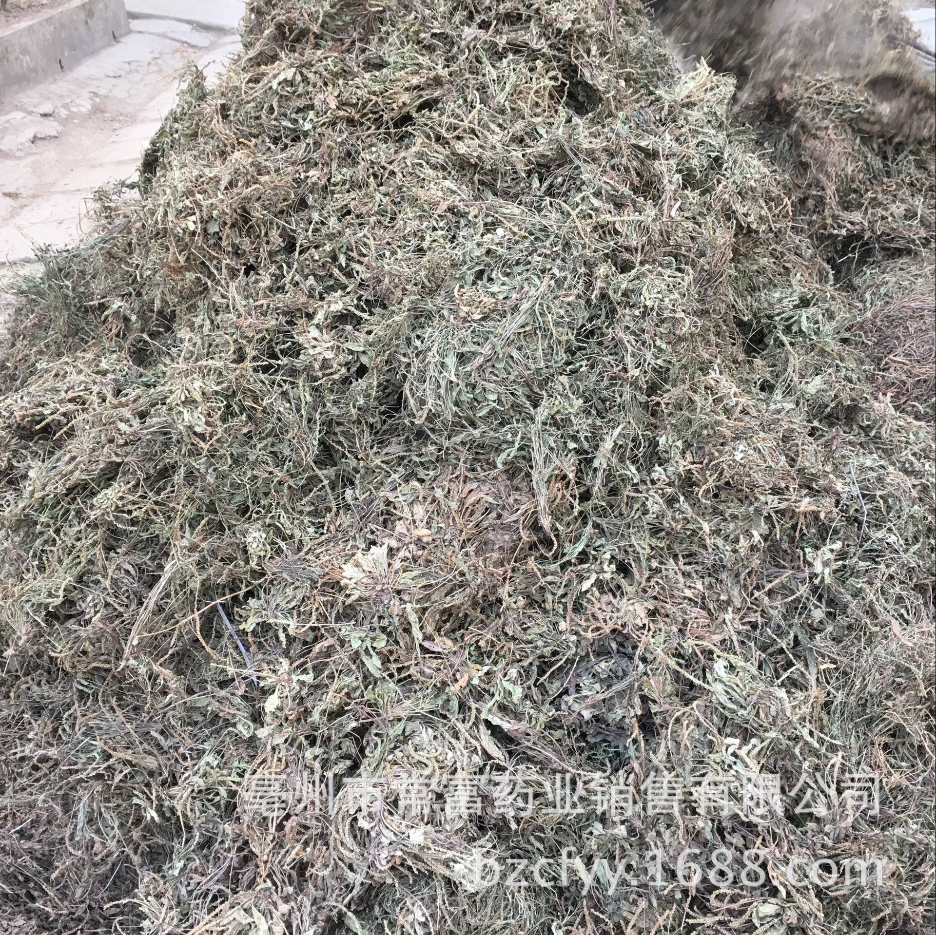 Dried Plantain Herb Che Qian Cao Whole Plant Loose Herbal Tea 500g quality and texture