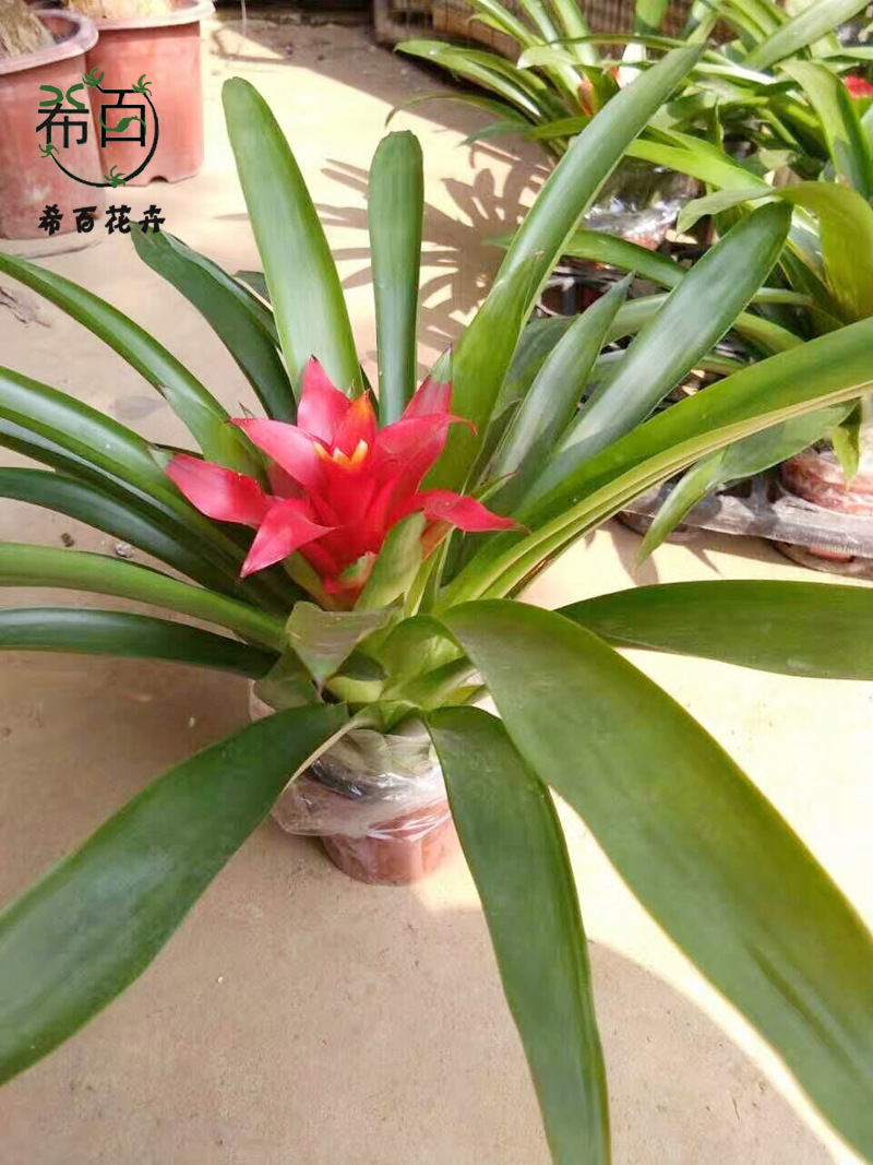 【基地直供】观赏凤梨花卉植物盆景小盆栽鸿运当头（A90）小红星-阿里巴巴