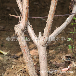 �{�S�{ݮ���������u ���������{ݮ�� �ɻ���  �Y�����{�S�{ݮ��