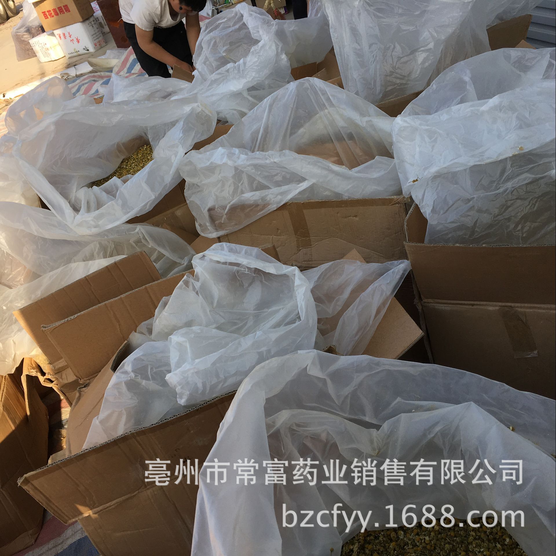 Chamomile Powder Yang Gan Ju Fine Ground Matricaria Flower Powder for Skincare and Herbal Blends 500g specifications