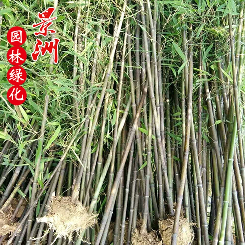 Zizhu двор Zizhu бамбука рассады завод оптом бамбук Zizhu может заказать Zizhu Большой выгодно