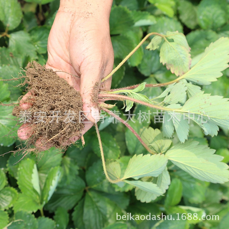 В наличии Поставка Miaoxiang No.7 Клубничная рассада Оптовая продажа Базовые корни Стаут и легко выживают Miaoxiang No.7 Клубничная рассада