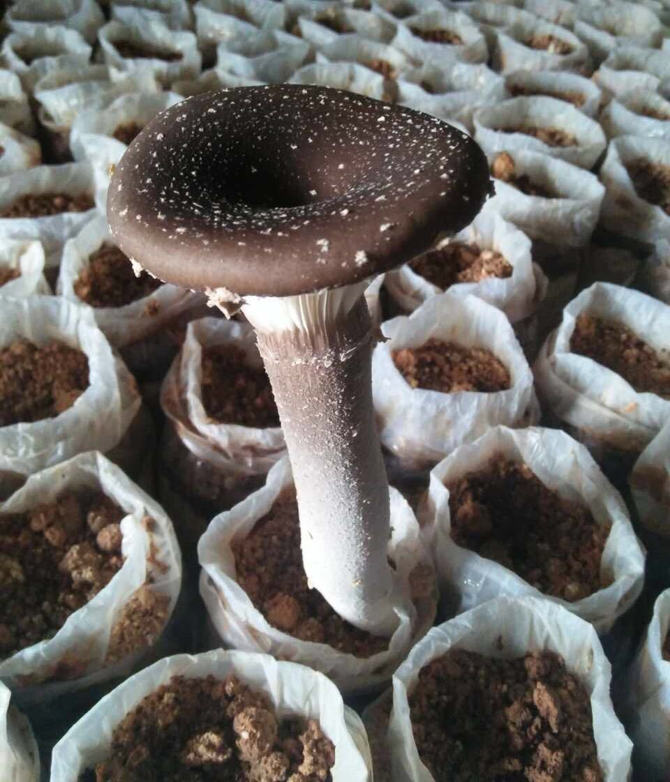 猪肚菇干货批发杯伞菇菌菇蘑菇金冠菌火锅汤底笋菇片基地大量批发