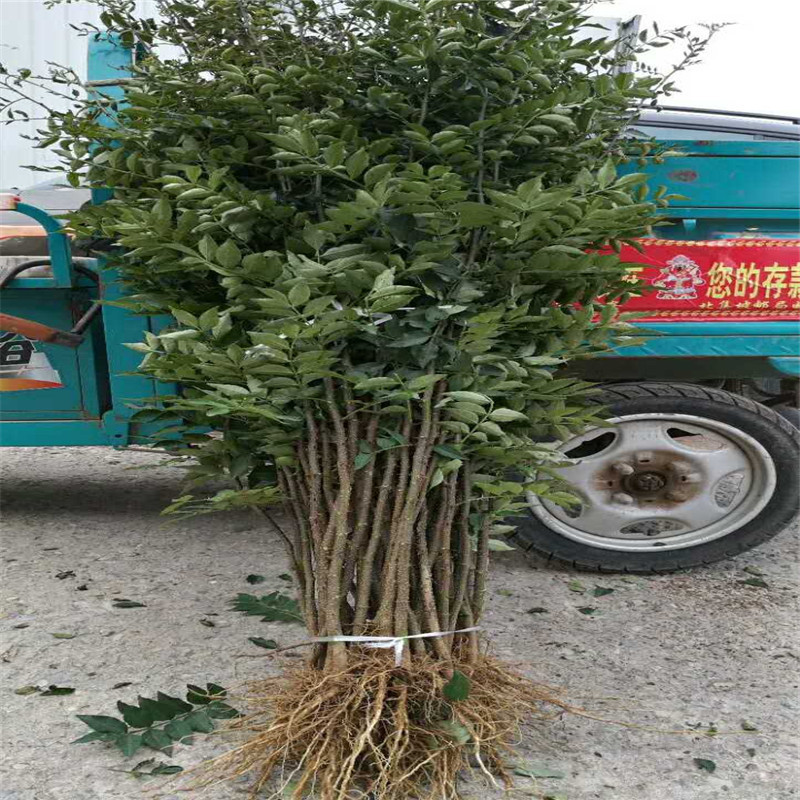 优质1米无刺花椒苗 无刺花椒苗价格优惠 无刺花椒苗批发|ms