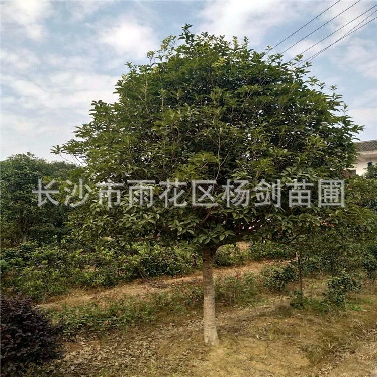 mmexport1510579332131