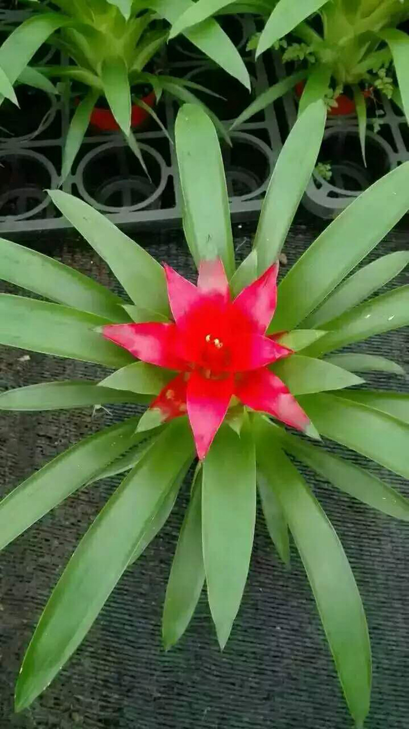 【基地直供】观赏凤梨花卉植物盆景小盆栽鸿运当头(A90)小红星-阿里巴巴