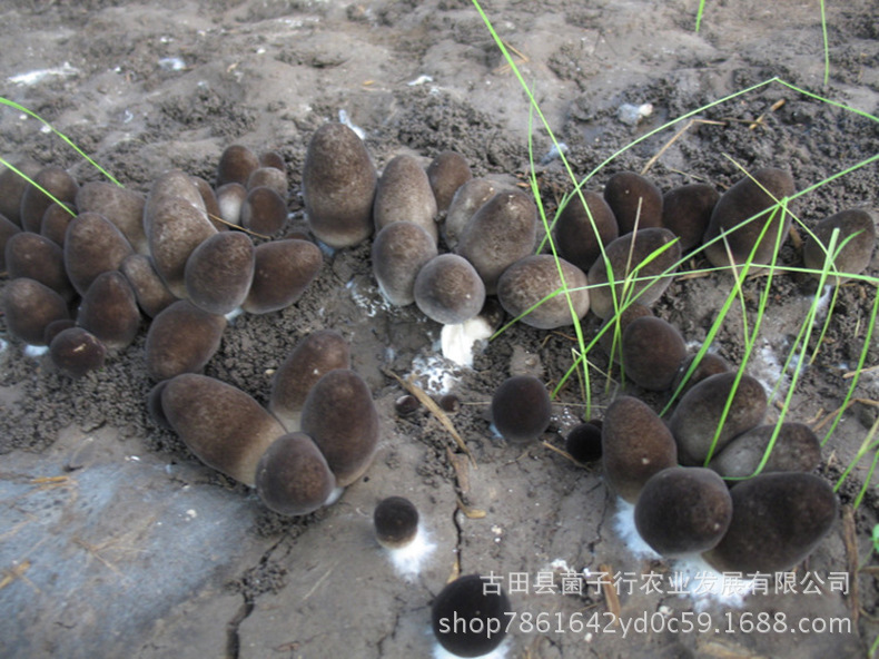 2964896806_1766974570