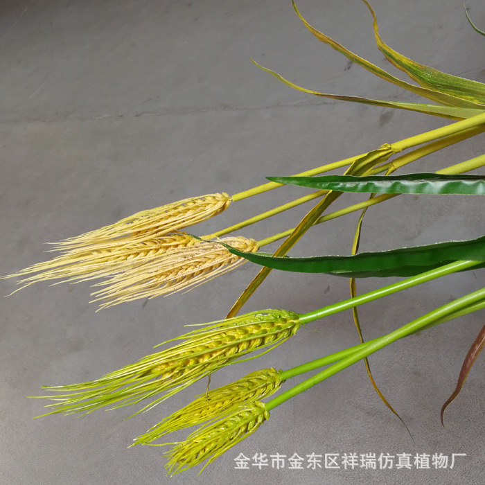 XRB-137单枝小麦1米6叶