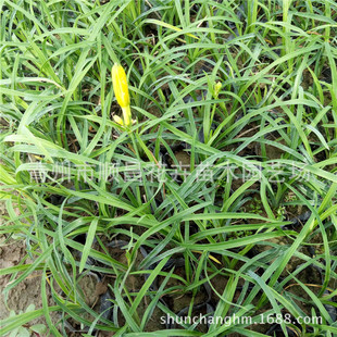 �����޸����� �G����ľ ��������� �ر����� ���ݮa��ֱ��