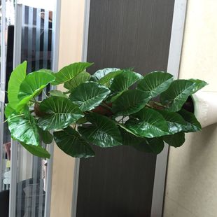 Factory Direct supply artificial plant green artificial tree Dripping Guanyin rich Radish indoor hotel bonsai special offer wholesale