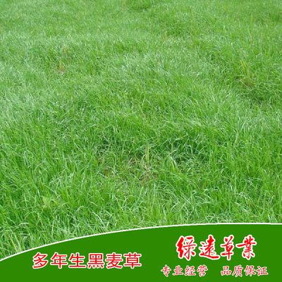 供：丹麦多年生黑麦草种子（麦迪 ）养羊 马牛驴鱼鹅兔 牧草种子|ms