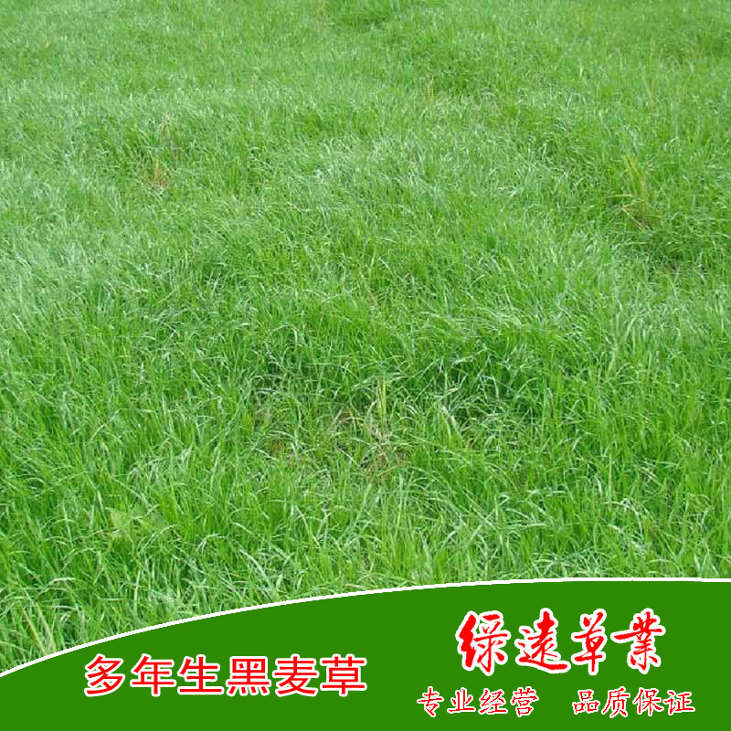 供：丹麦多年生黑麦草种子（麦迪 ）养羊 马牛驴鱼鹅兔 牧草种子|ms