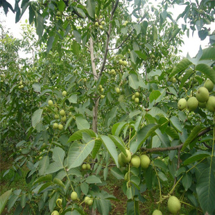 �猍������ ���������޽Ӻ����繩�����L�ڳ��۸�������