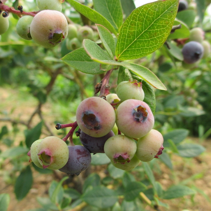 藍(lán)莓苗 (51)