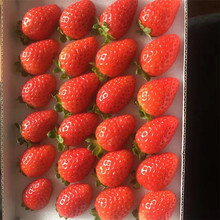 草莓苗批發 桃熏草莓苗哪里有賣 新品種草莓苗 咖啡草莓苗價格