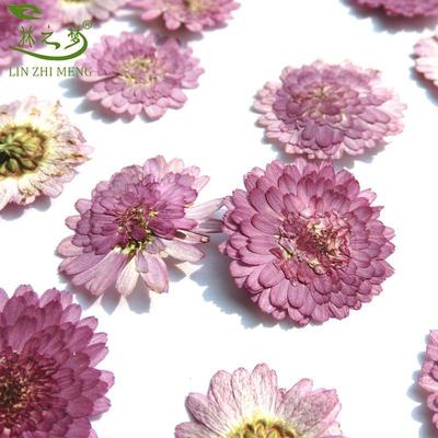 natural Purple chrysanthemum Pressedflower specimen environmental protection diy Yahua painting bookmark Dried flowers Greeting cards manual decorate Material Science wholesale
