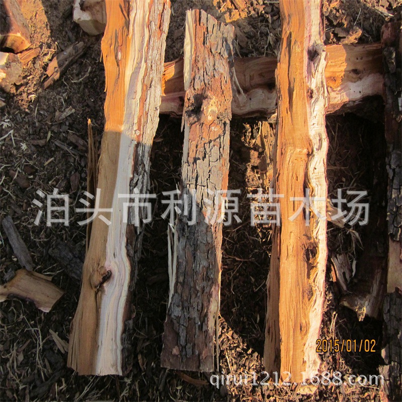 Perennial supply Fruit Kindling wood Jujube Kindling wood roast-duck restaurant Jujube Kindling wood sale Pizza Fruit