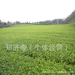 Записывая отличный чайный чай Miao Fuding большой, и его прямые продажи большие.