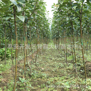 ���ּt��������Xһ��  ���ּt�����r����� �����Ʒ�N