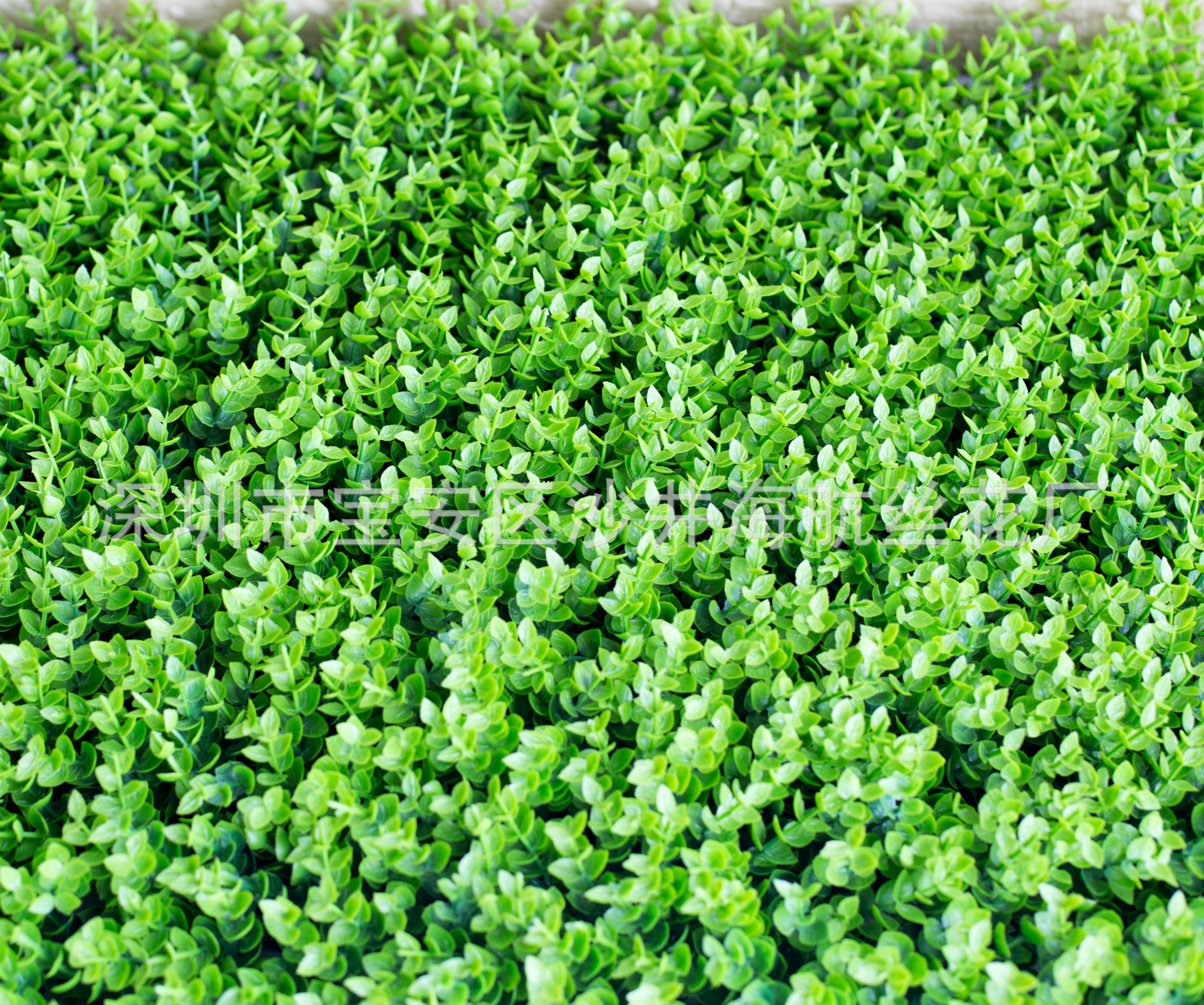 小尤加利草草坪