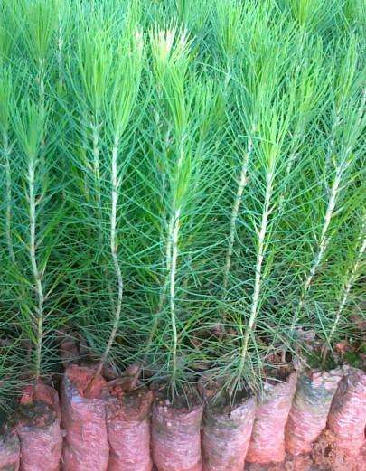 mmexport1513606550220