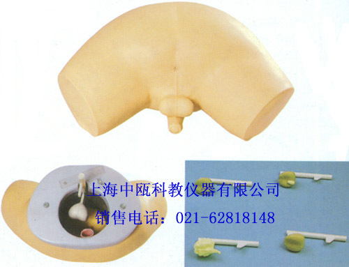 诊断模型|L63型 前列腺检查模型|护理实习模型,医学技能实验室设