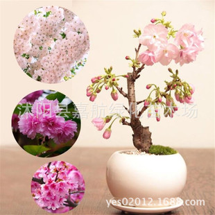 Japanese Cherry Blossom Cherry Blossom Seeds Potted Balcony Florals All Year Round Easy-To-Live Flower Seeds Indoor Planting Ornamental Plants