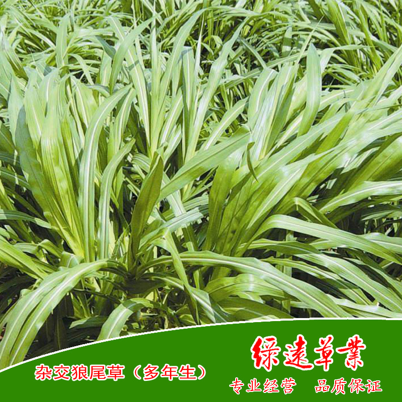 批量供：多年生杂交狼尾草种子，养殖猪马牛羊鱼鹅 高产牧草种子|ru