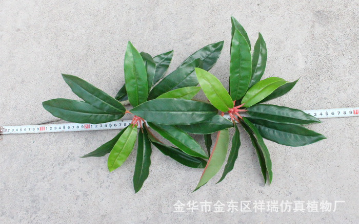 XRB-159单枝胶让木叶28叶1